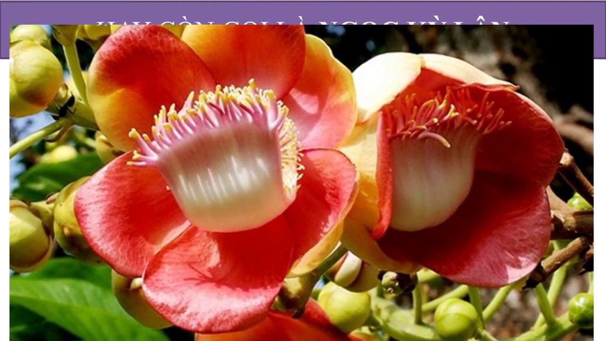 Couroupita guianensis Курупита гвианская дерево пушечных ядер