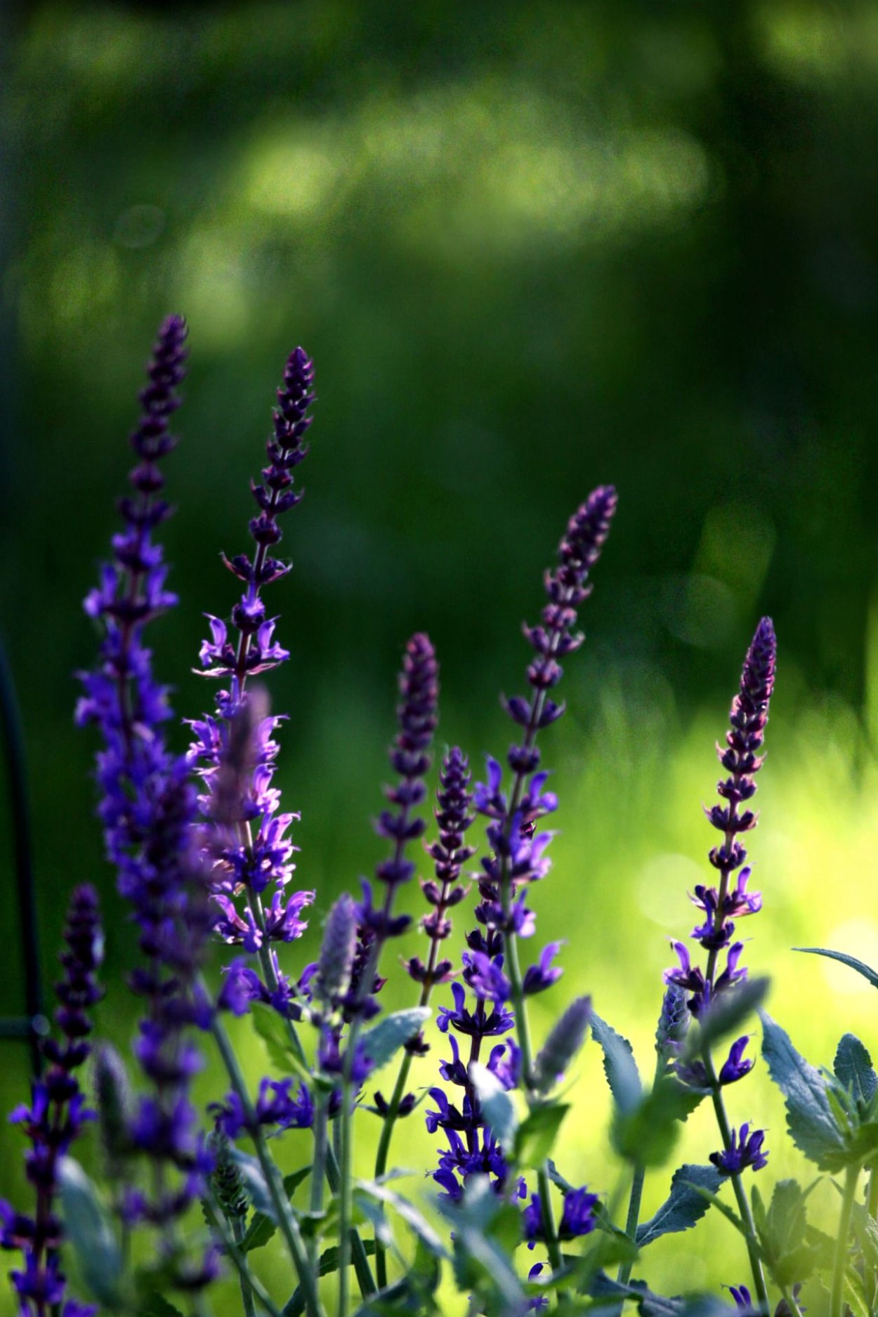 Донник полевой сиреневый