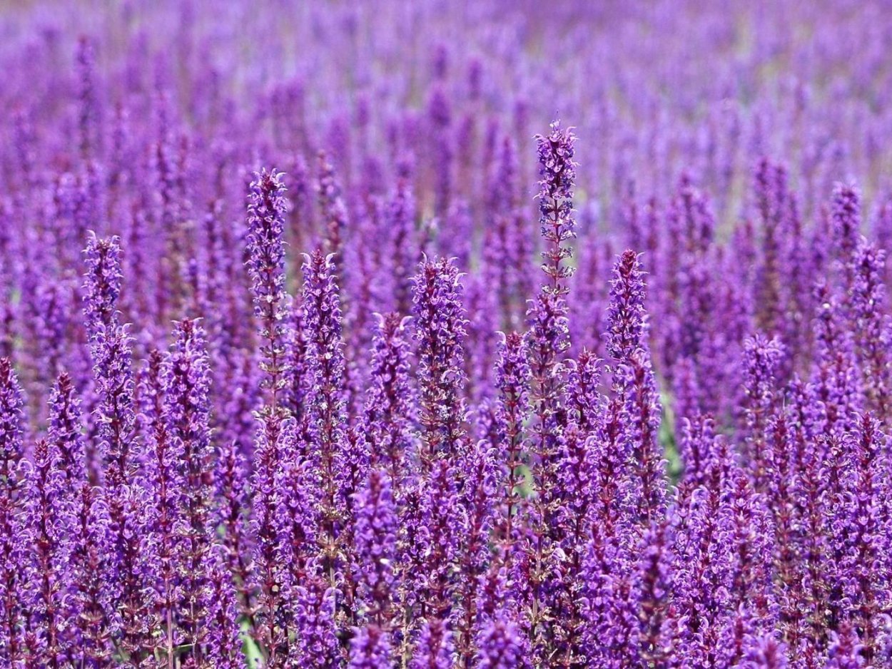 Фиолетовые полевые цветы названия