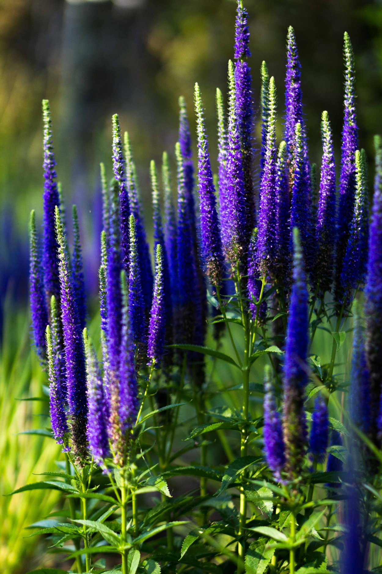 Многолетники Вероника длиннолистная