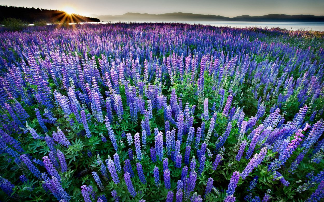 Цветы Люпин поле