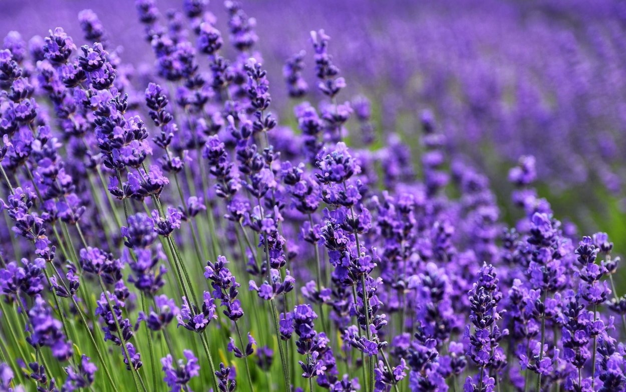 Лаванда узколистная сорт "синева"