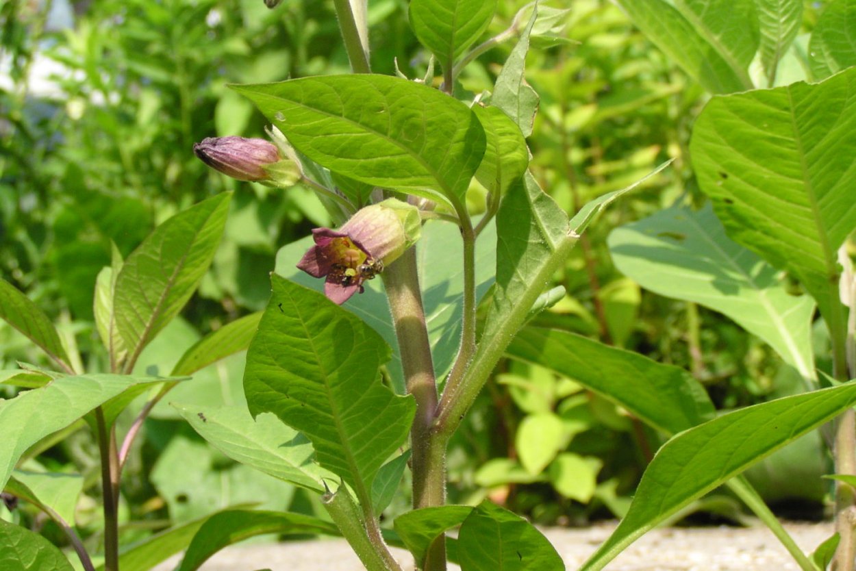 Белладонна красавка обыкновенная