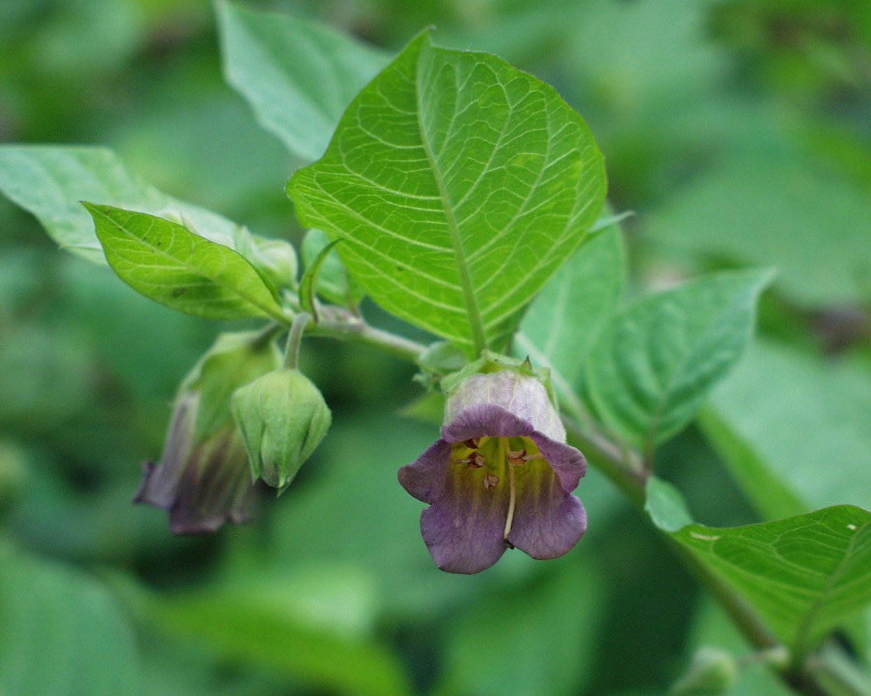 Белладонна ядовитое растение