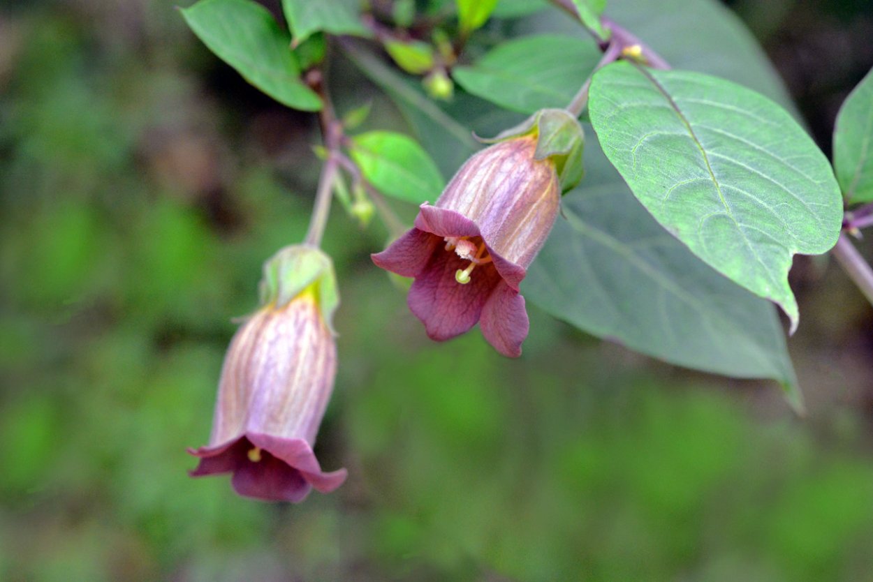 Красавка белладонна Atropa Belladonna