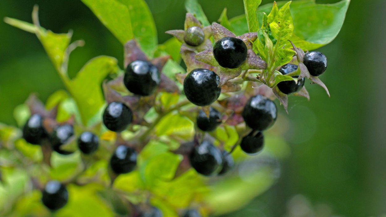 Atropa Belladonna растение