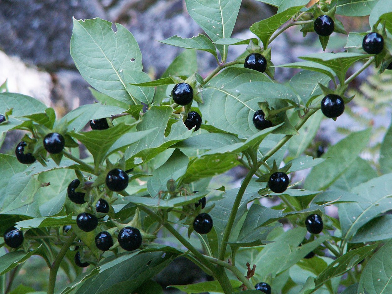 Белладонна растение