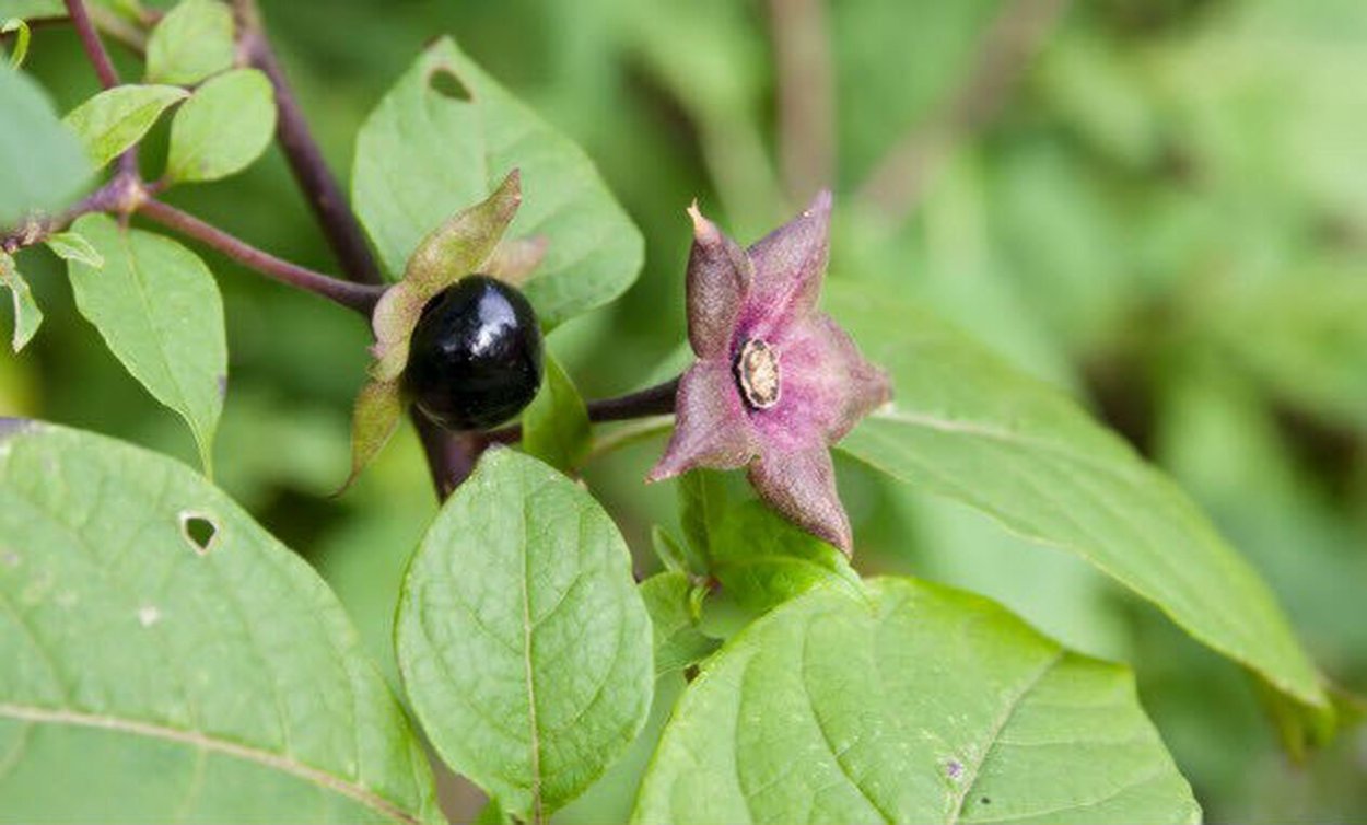 Паслен и белладонна