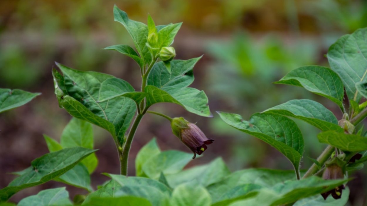 Красавка белладонна Atropa Belladonna