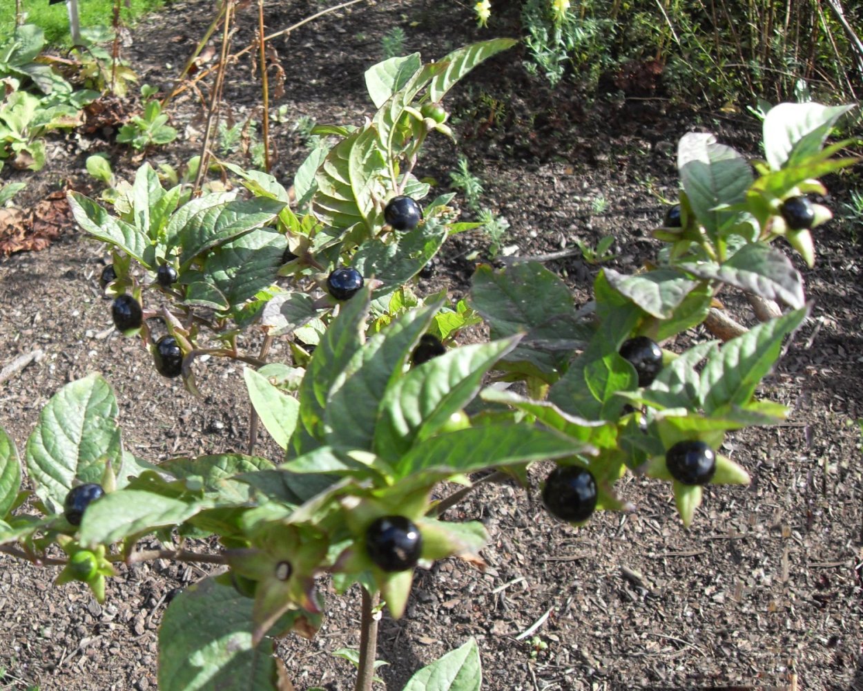 Красавка белладонна Atropa Belladonna