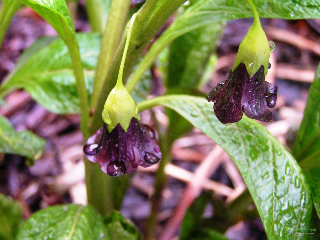 Красавка и глаза