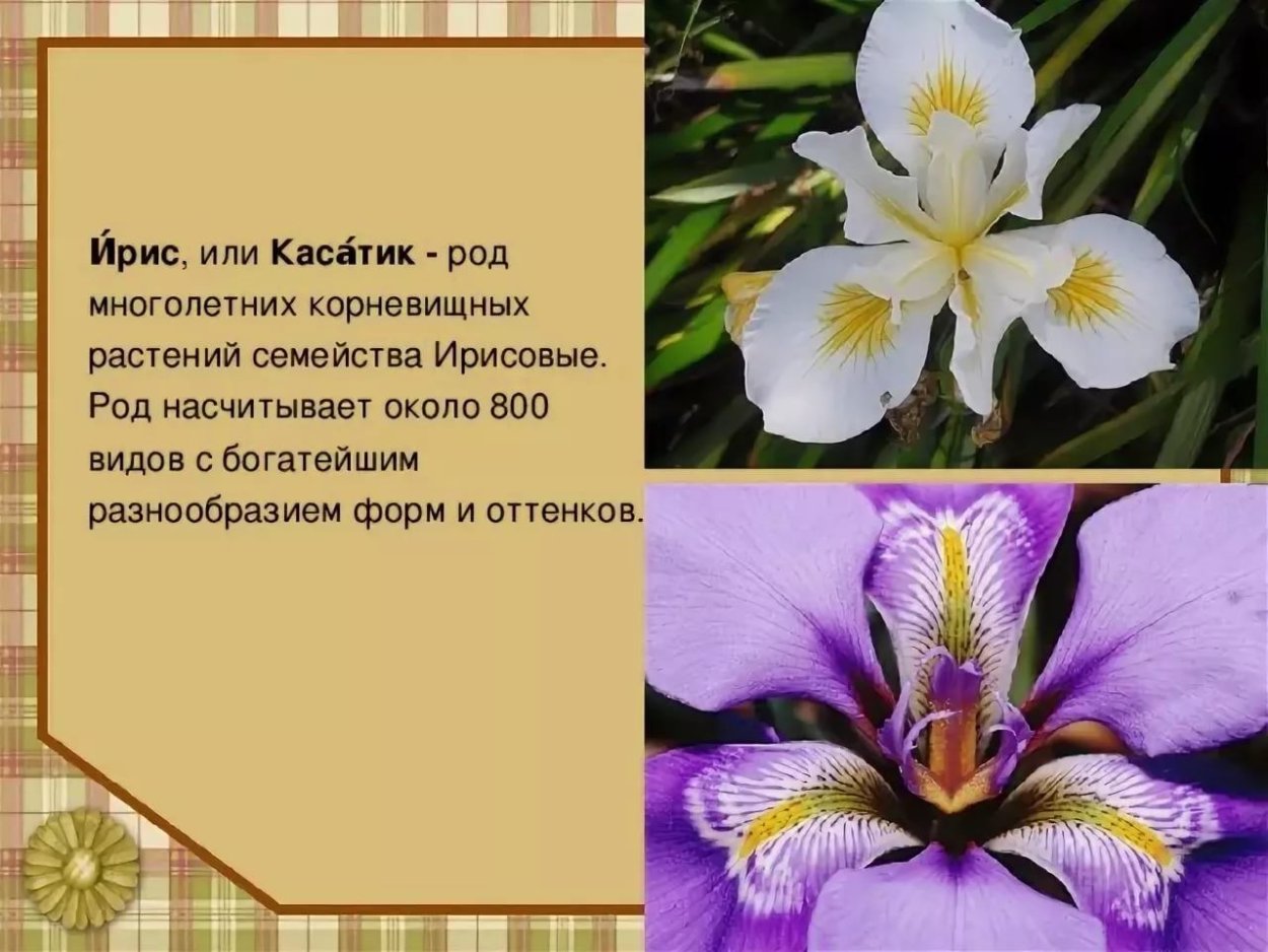 Описание ириса цветка