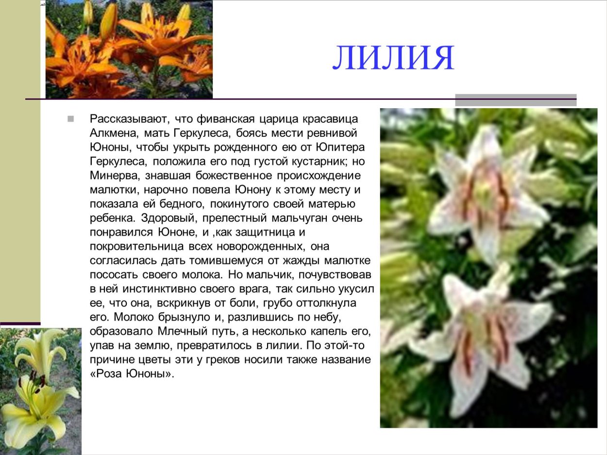 Легенды о лилиях цветах
