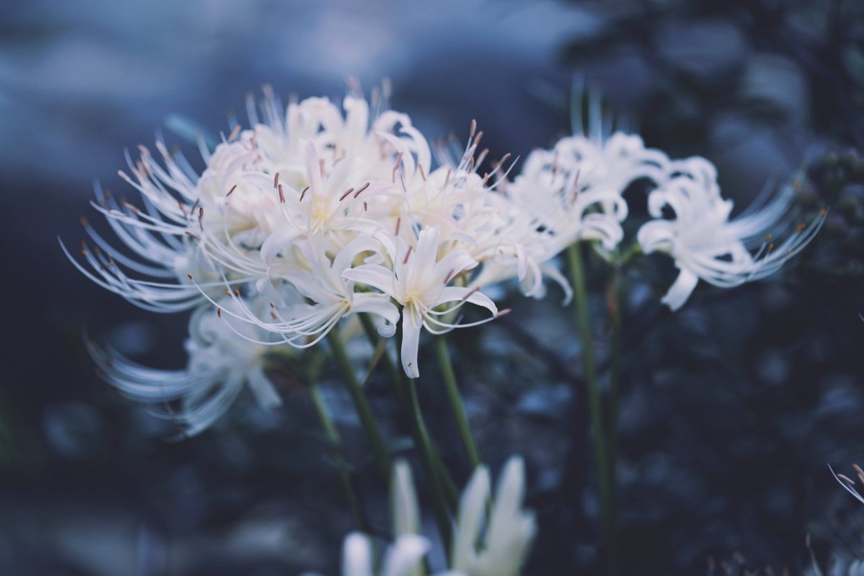 Цветы названия