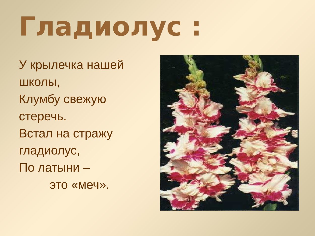 Гладиолусы презентация