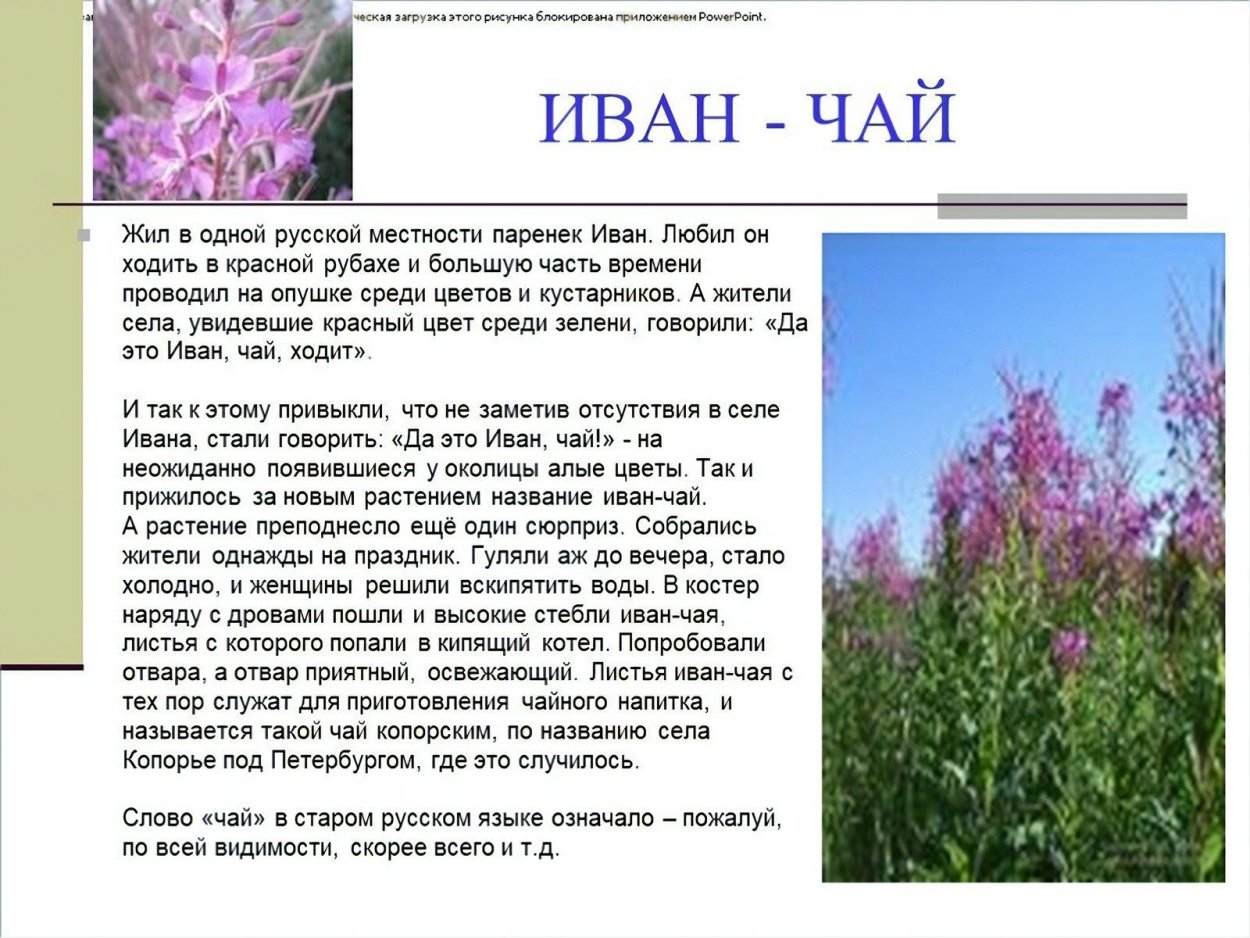 Иван чай кипрей описание