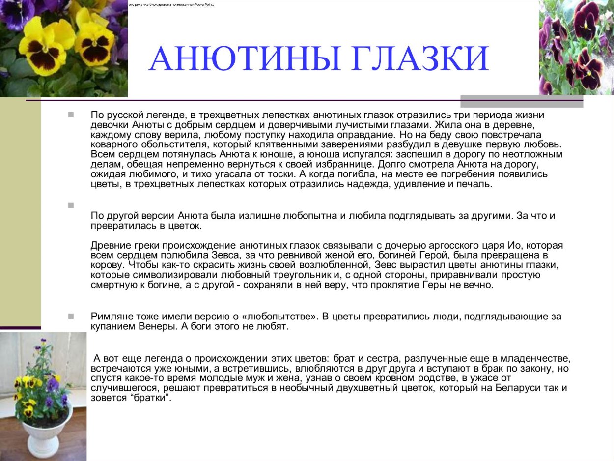 Легенда про Анютины глазки для 2 класса