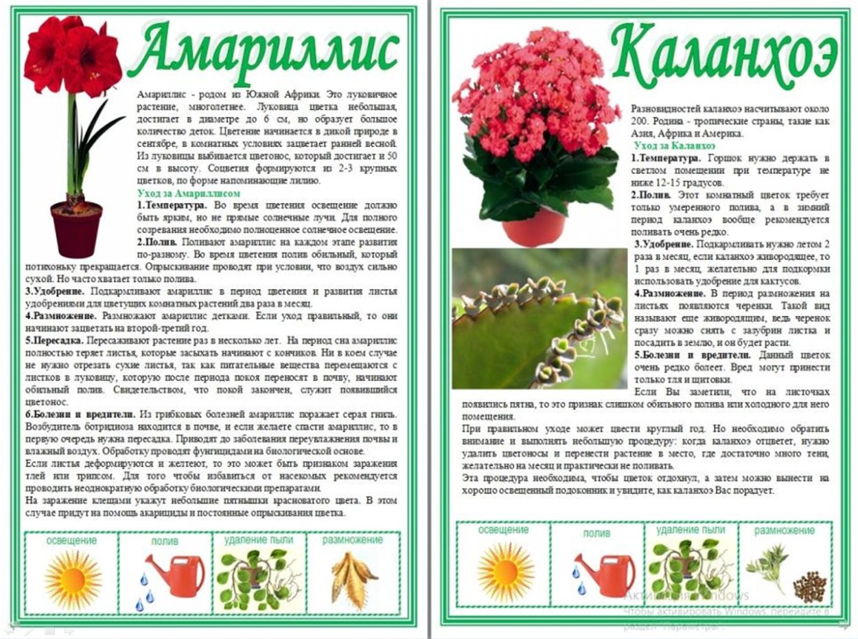 Старинные книги по ботанике