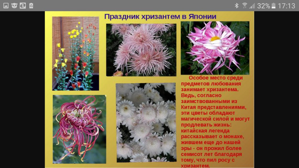 Хризантема описание