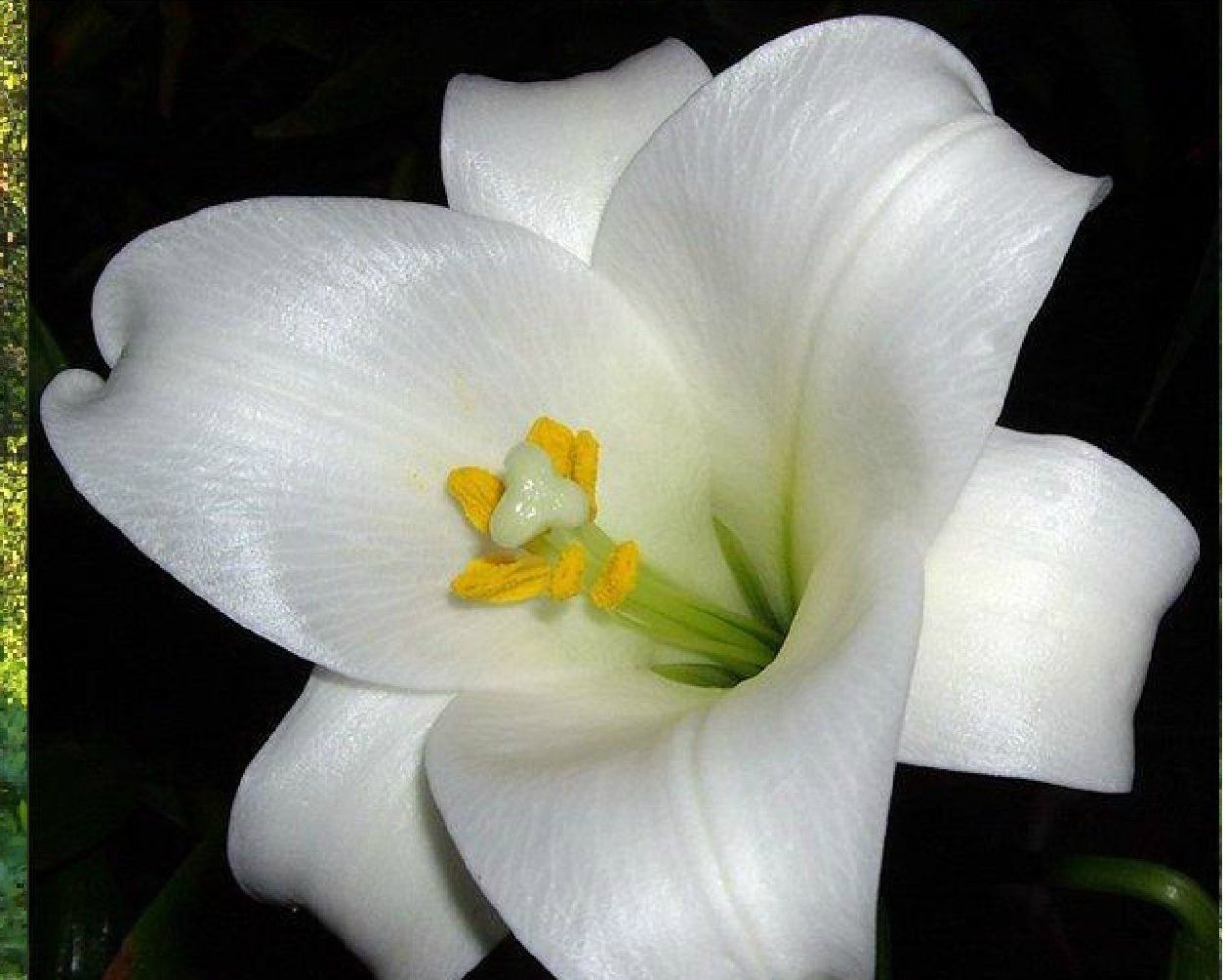 Крокус Шафран весенний