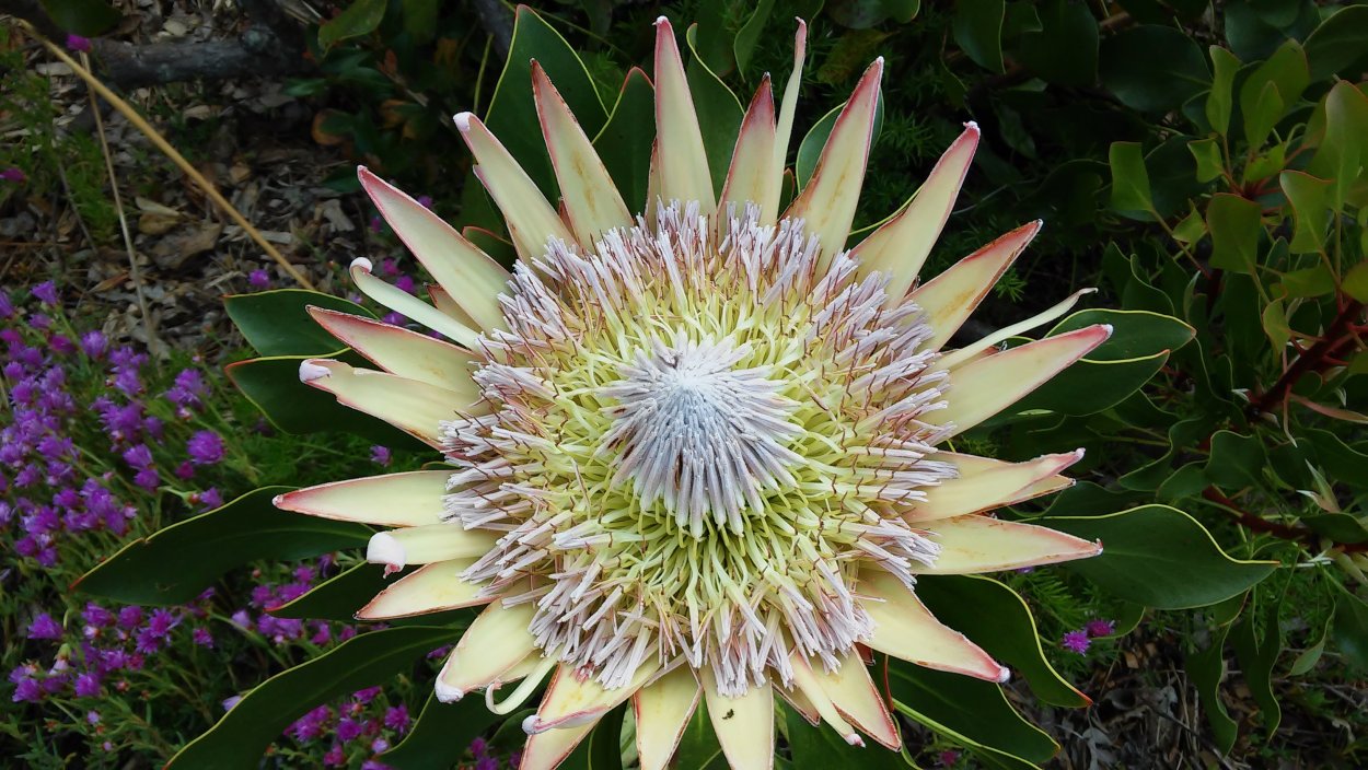 King protea