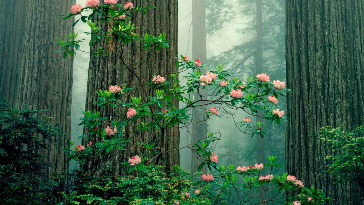 Розовые цветы в лесу