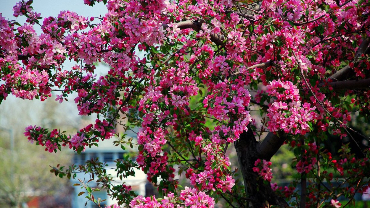 Декоративная яблоня розовоцветущая