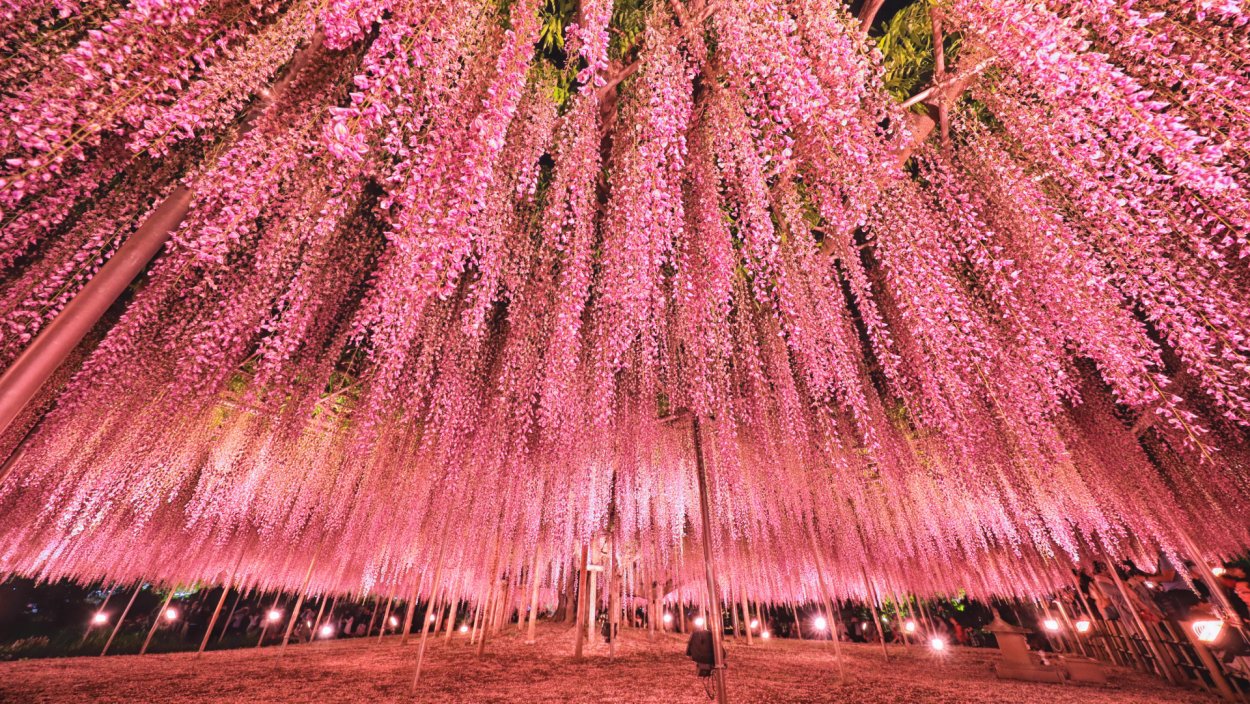 Цветущие деревья Японии Глициния