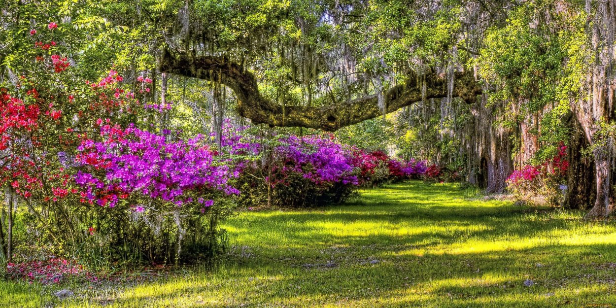 Красивый сад