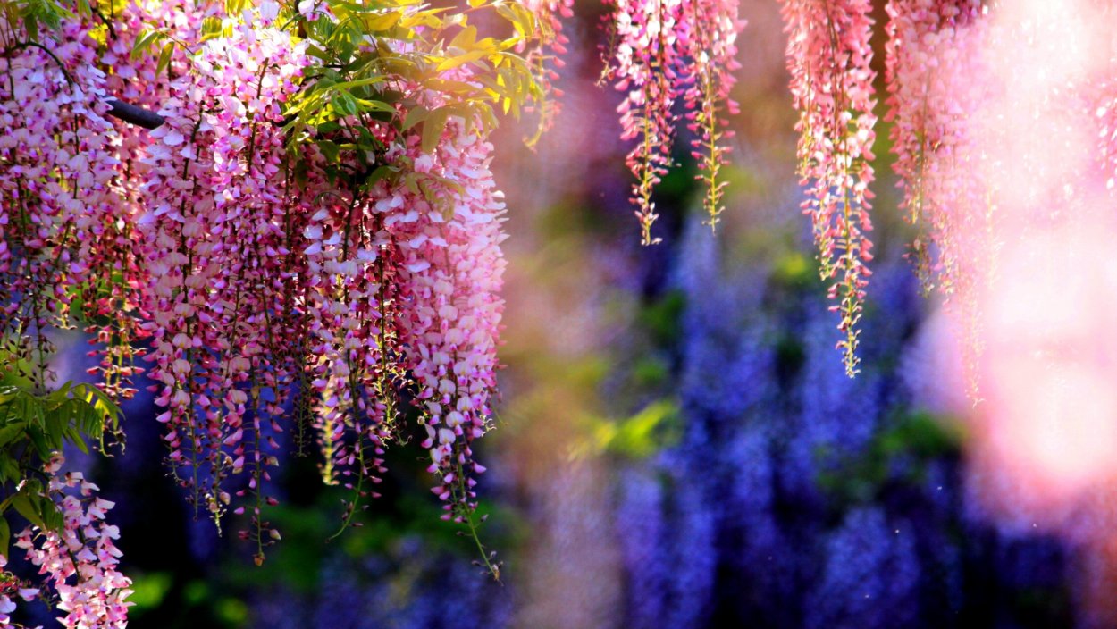 Глициния летний Каскад