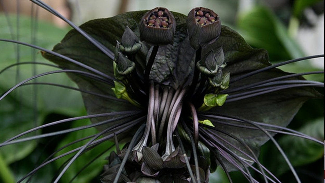 Белокрыльник болотный ягода