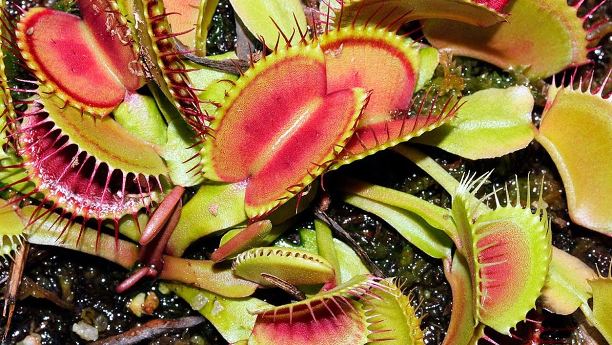 Опасные цветы