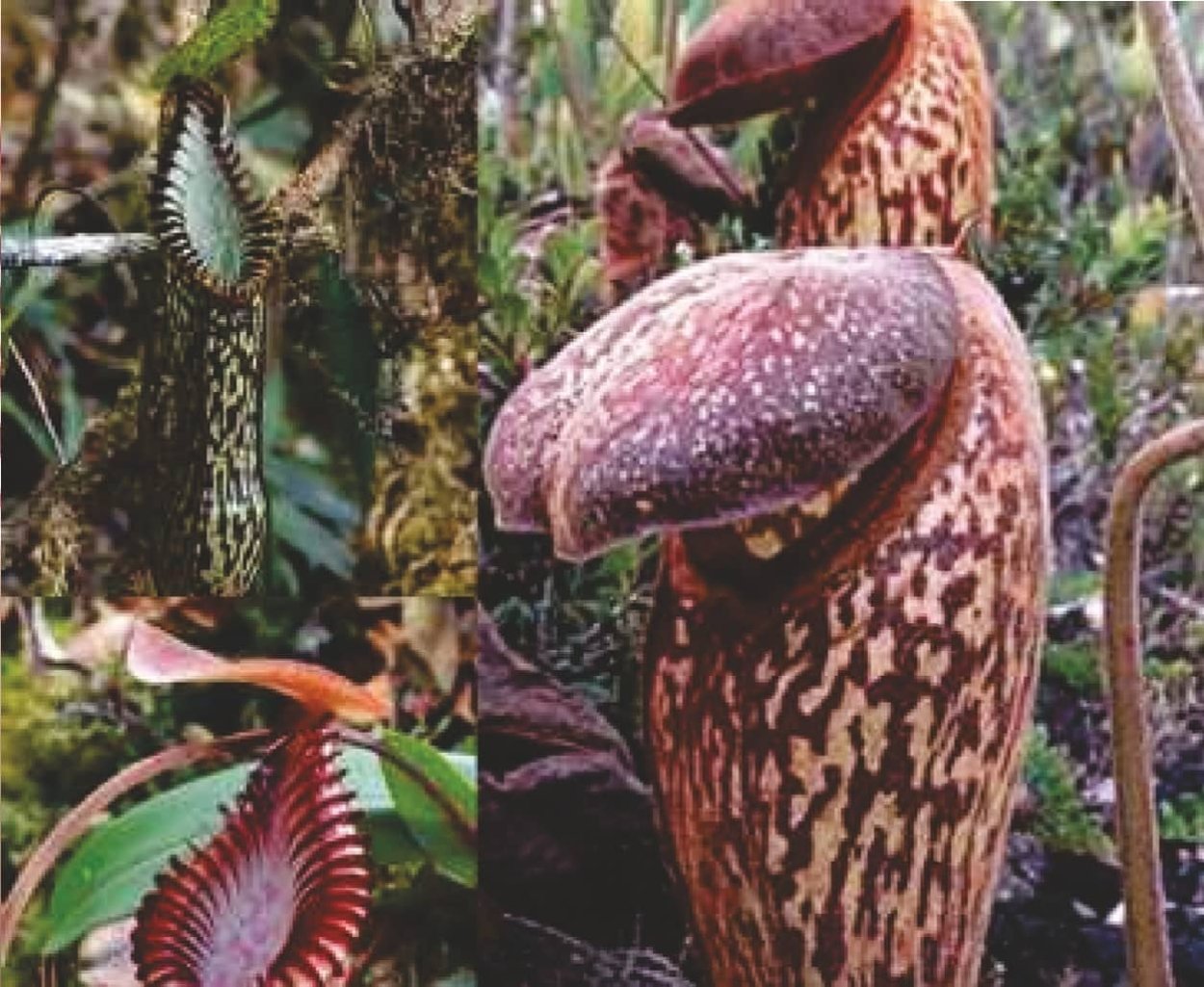 Опасные растения