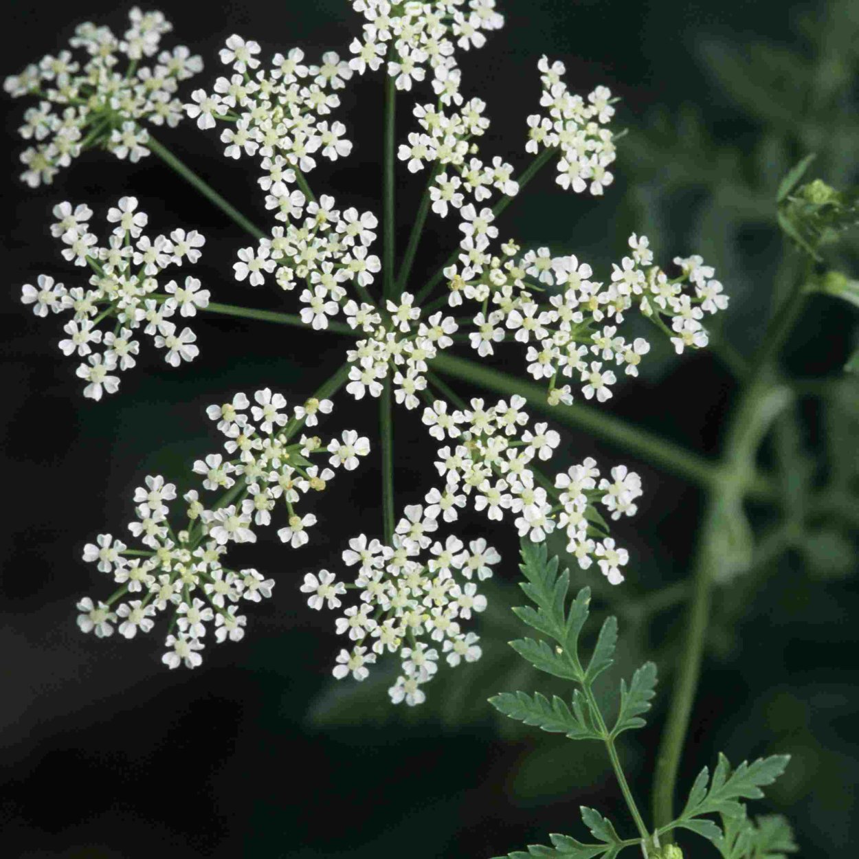 Раффлезия Арнольди