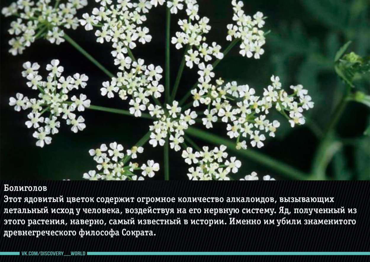 Раффлезия Арнольди с Борнео