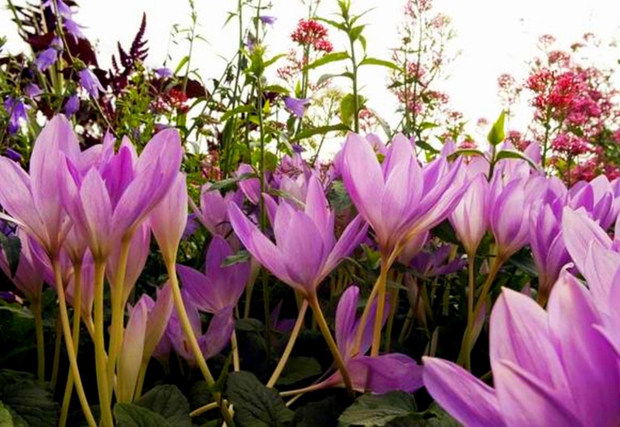 Крокус Шафран осенний