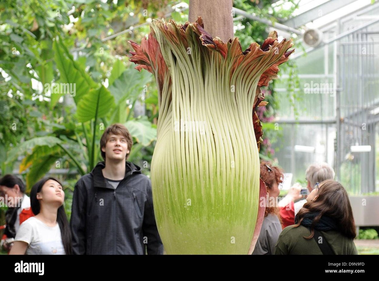 Опасные цветы