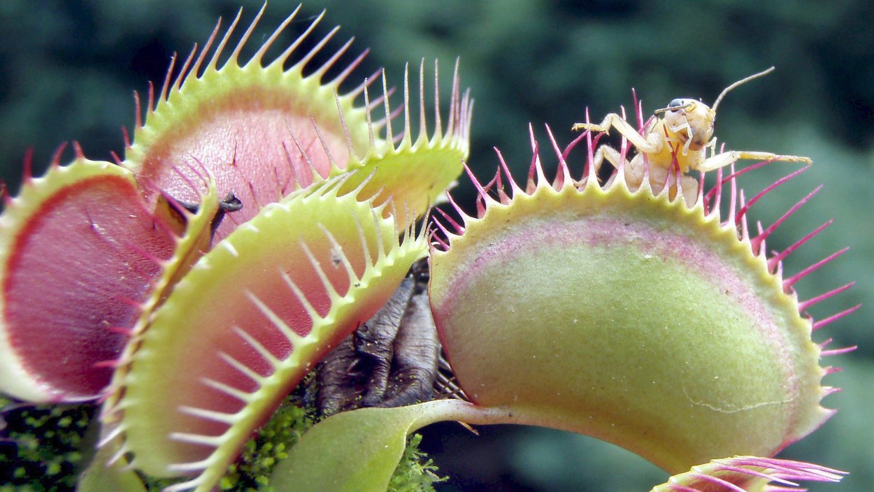 Кувшиночник непентес