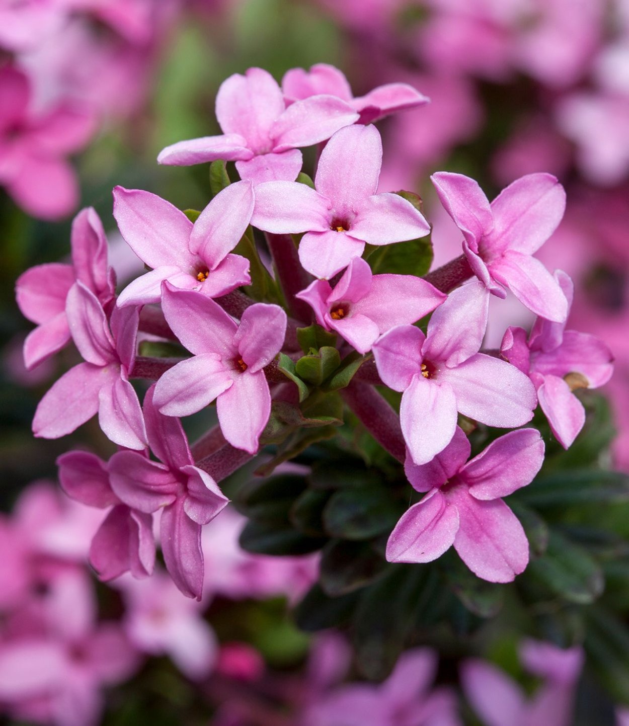 Раффлезия Арнольди и человек