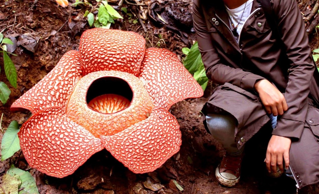 Растение Венерина мухоловка