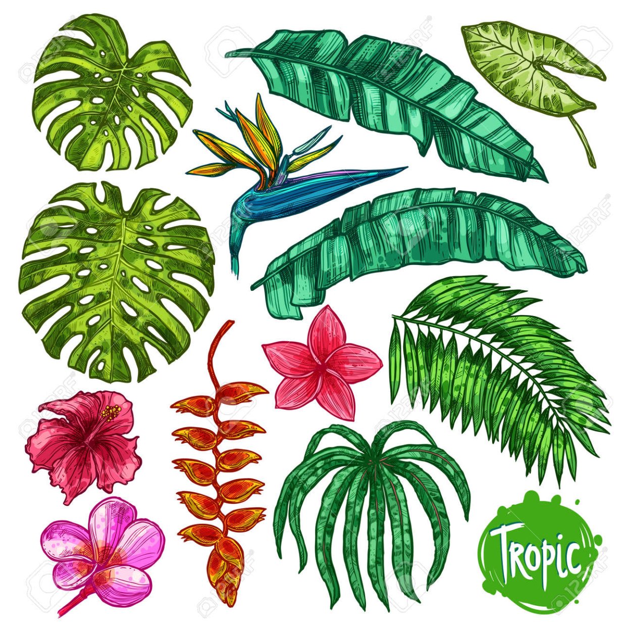 Тропические цветы и листья зарисовка
