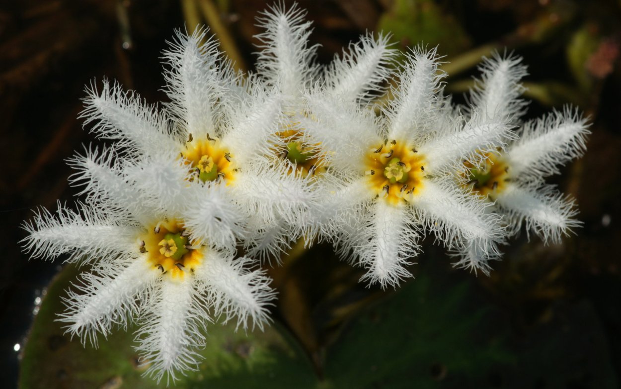 Цветы похожие на снежинки