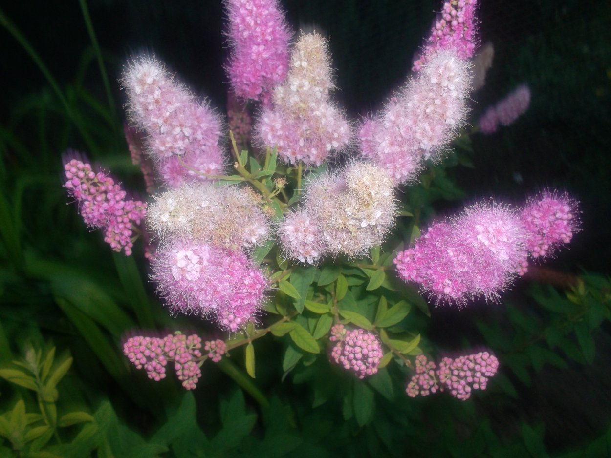 Спирея метельчатая розовая