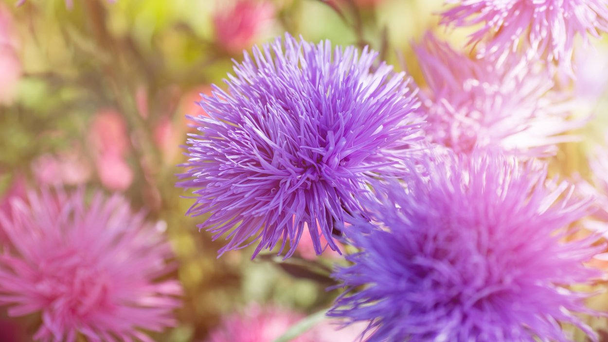 Астра игольчатая фиолетовая