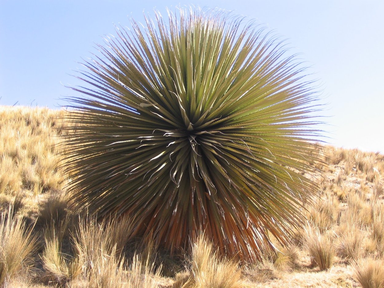 Цветок Пуйя Раймонда