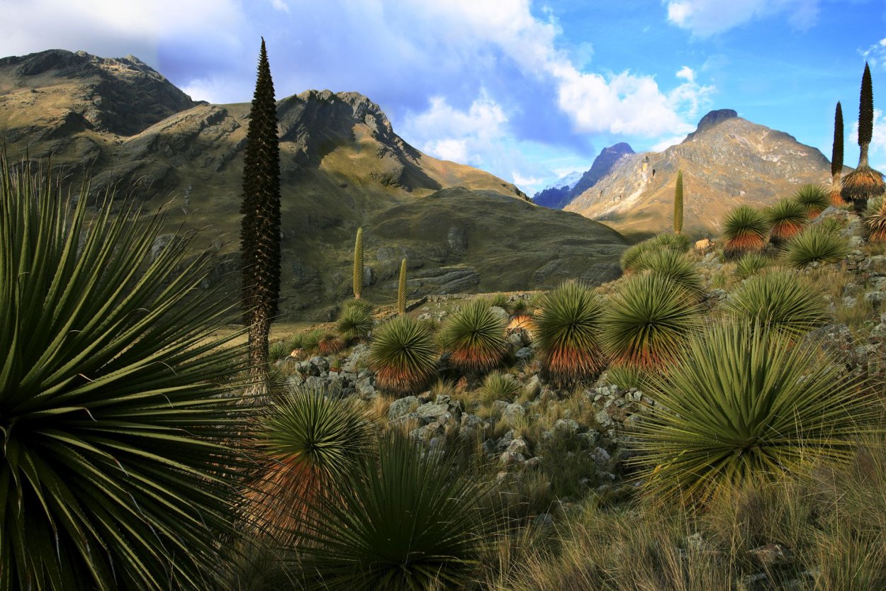 Пуйя Раймонда Южной Америки