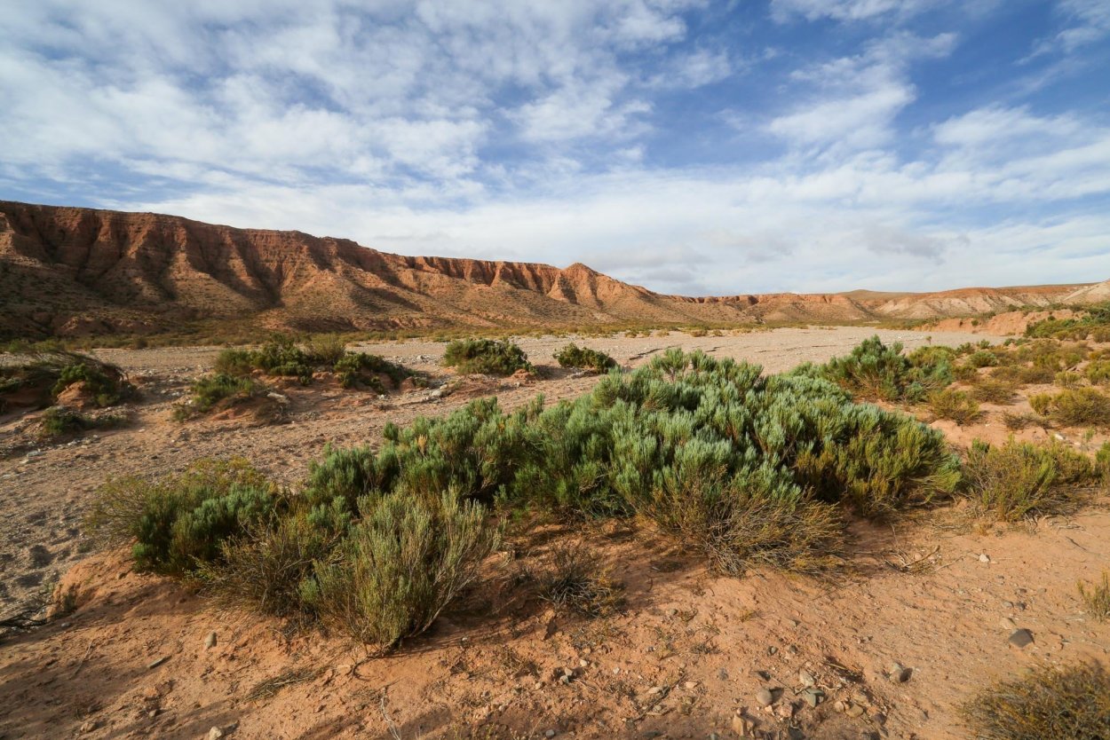 Аргентина пустыня Монте