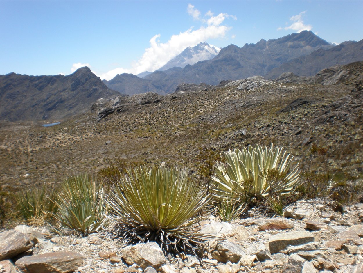 Пустынное Высокогорье анд в Чили, Перу, Боливии и Аргентине.