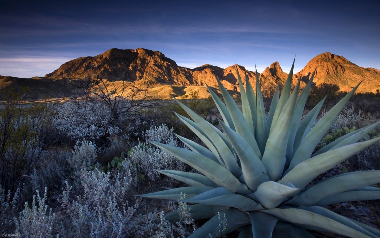 Аризона Агава