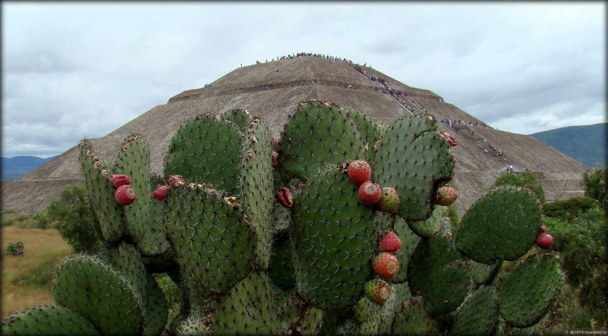 Опунция Флора Южной Америки
